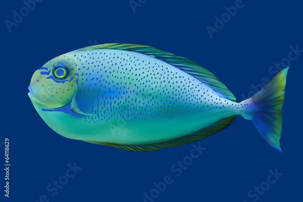 Obraz Blue tropical fish. Vector illustration