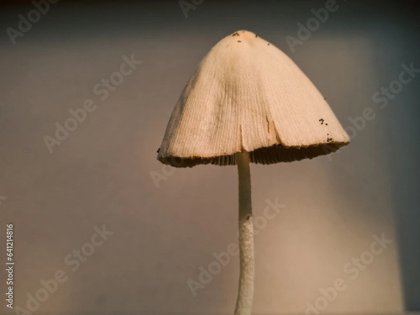 Obraz mushroom
