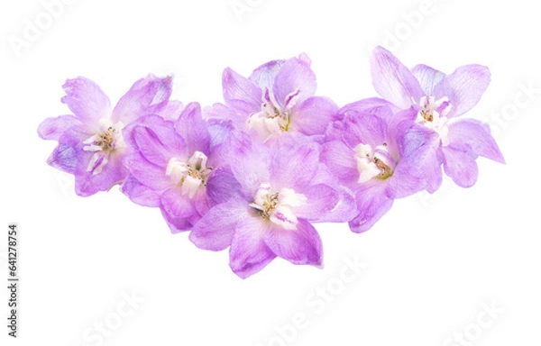 Fototapeta delphinium flowers isolated