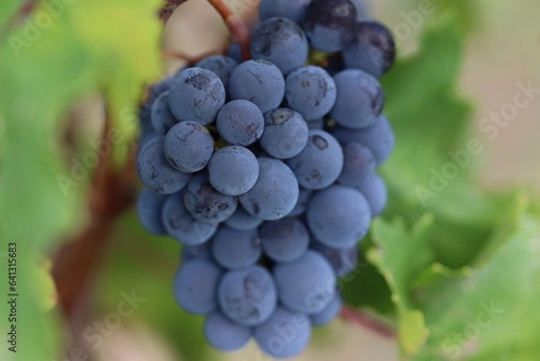 Obraz Grappe de raisin