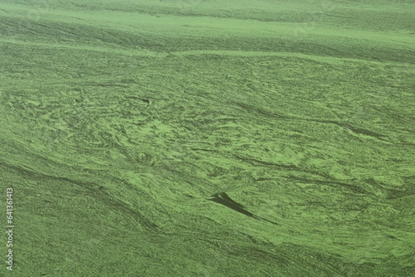 Obraz Algen im Mittellandkanal