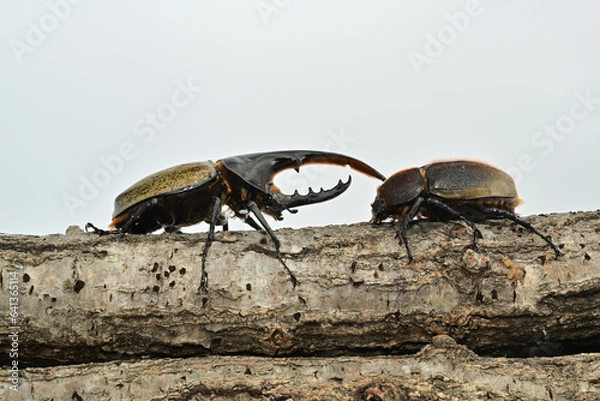 Obraz ヘラクレスオオカブト
