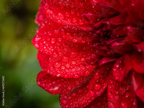 Obraz Dahlia flower red with dew drops