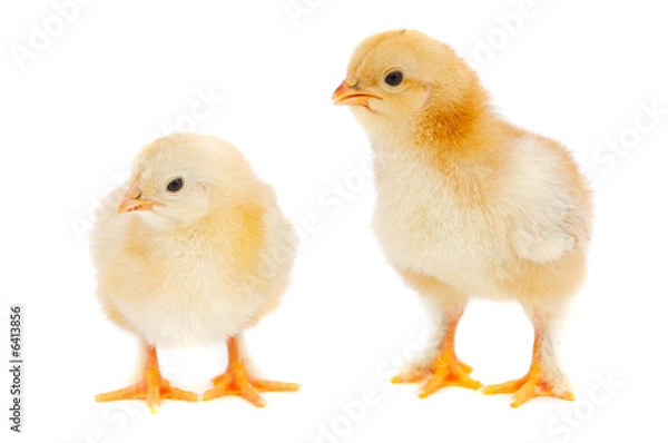 Fototapeta Two chickens a over white background