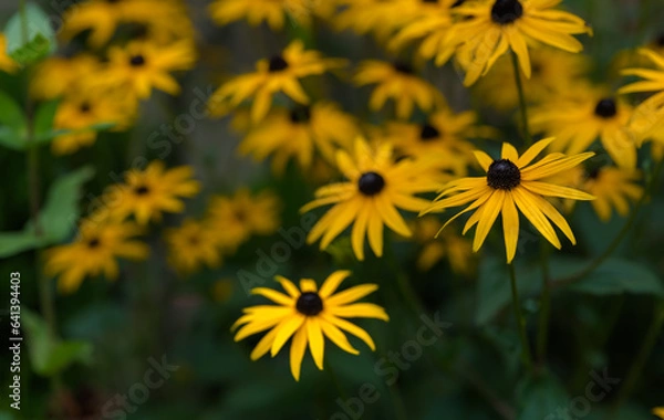 Fototapeta yellow flower in the garden