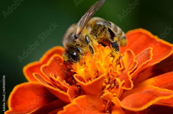 Obraz bee on orange flower