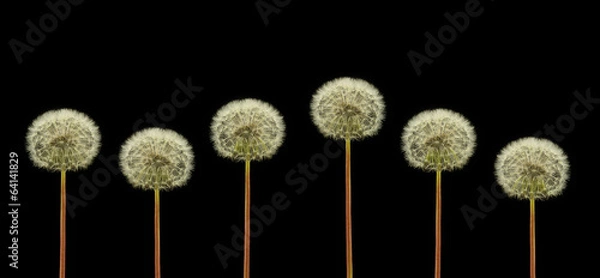 Obraz Dmuchawce na czarnym tle