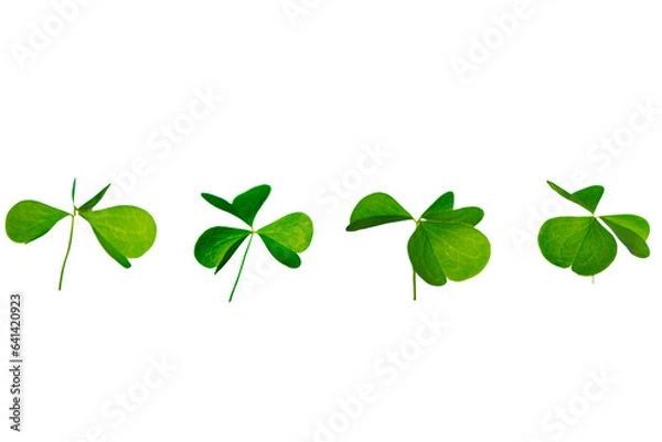 Fototapeta green clover leaves isolated on white background. St.Patrick 's Day
