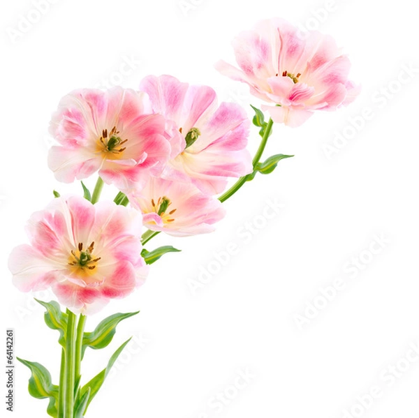 Obraz Tulips isolated on white background
