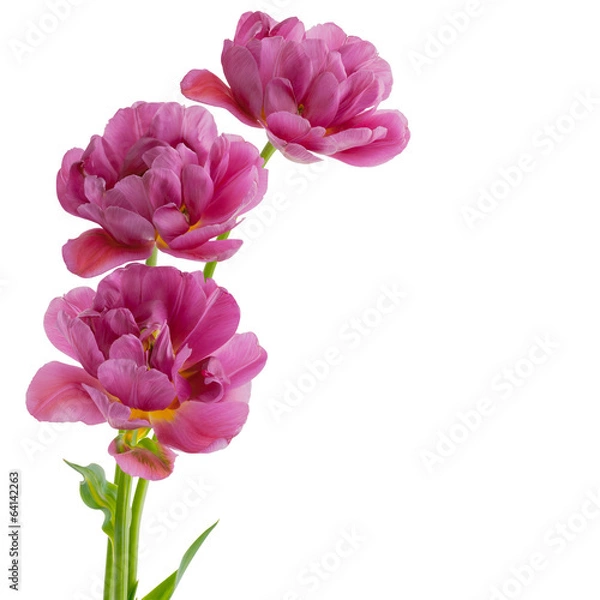 Obraz Tulips isolated on white background