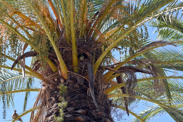 Fototapeta palm tree with sky