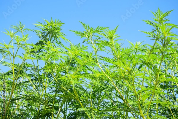 Fototapeta American common ragweed against blue clear sky. Dangerous plant. Ambrosia shrubs that causes allergic reactions, allergic rhinitis. Copy space. Selective focus.