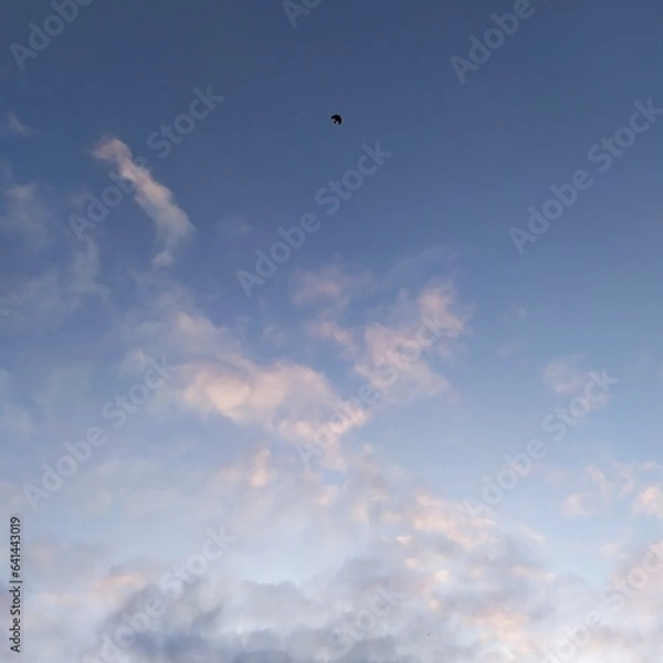 Obraz ciel bleu avec oiseau