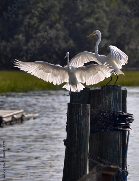 Obraz two egrets