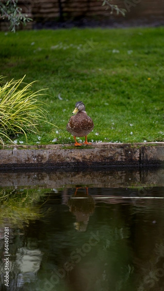 Obraz Duck with reflection