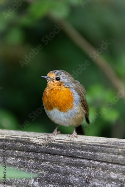 Obraz robin on a fence