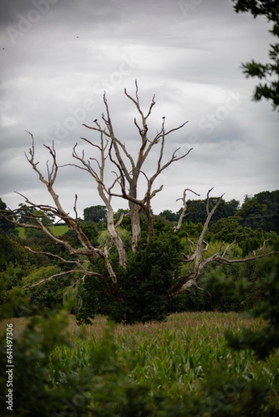 Obraz From Death Comes Life