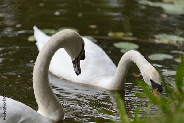 Obraz swans on the river