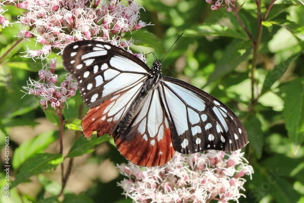 Fototapeta フジバカマで吸蜜するアサギマダラ