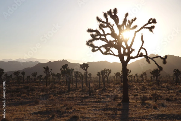 Obraz Joshua Tree at Sunset
