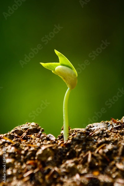 Fototapeta seedling and growing