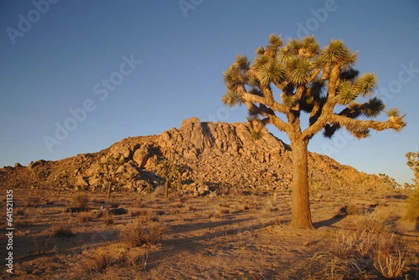 Obraz Joshua Tree at Sunset