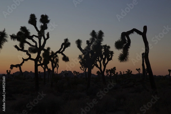 Obraz Joshua Tree at Sunset