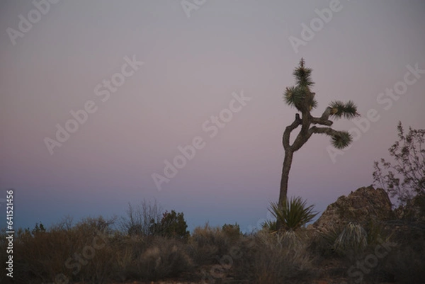 Obraz Joshua Tree at Sunset