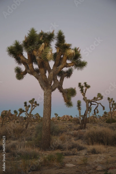 Obraz Joshua Tree at Sunset