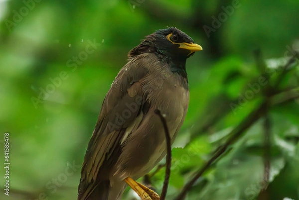 Obraz Locust starling in the rain