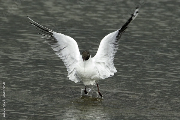 Fototapeta Black Headed Gull