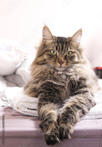 Fototapeta cat on a bed