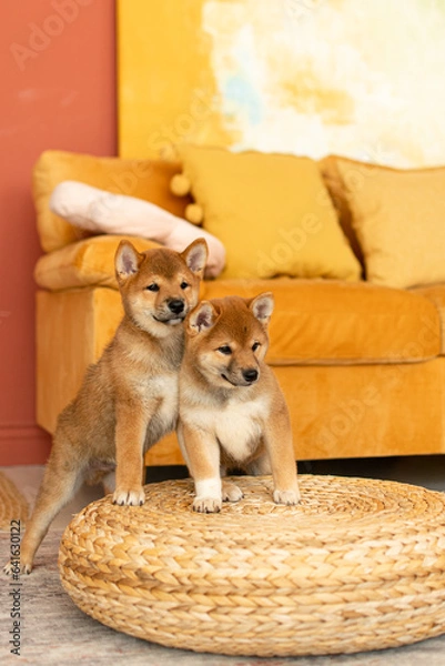 Fototapeta Two shiba inu puppies standing on a wicker pouffe in the living room