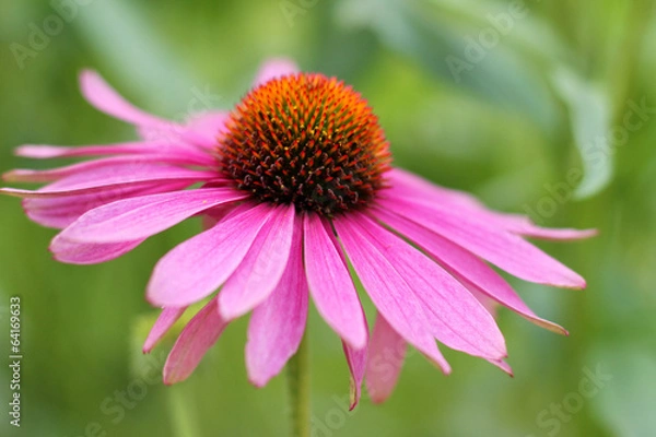 Obraz Echinacea flower ( cone flower )