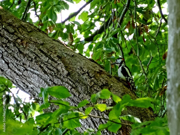 Obraz Nahaufnahme eines  in einem Baum sitzenden Buntspechts, Dendrocopos major