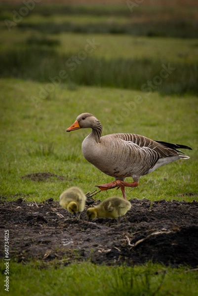 Obraz mamma oca conn piccoli