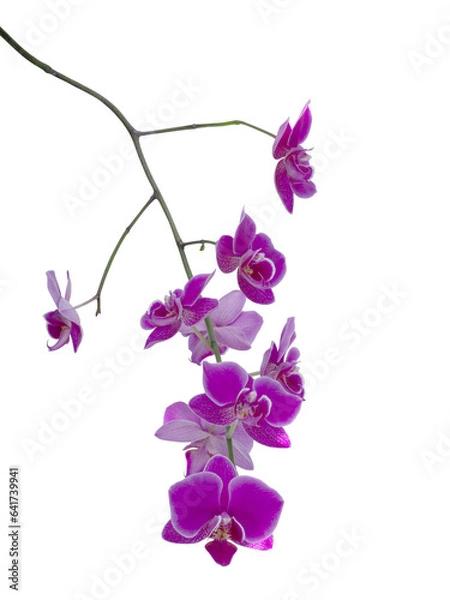 Fototapeta Pink Phalaenopsis orchid cut out and isolated, moth orchid, butterfly, anggrek bulan or moon orchid fPhalaenopsis orchid, moth orchid, butterfly, anggrek bulan or moon orchid