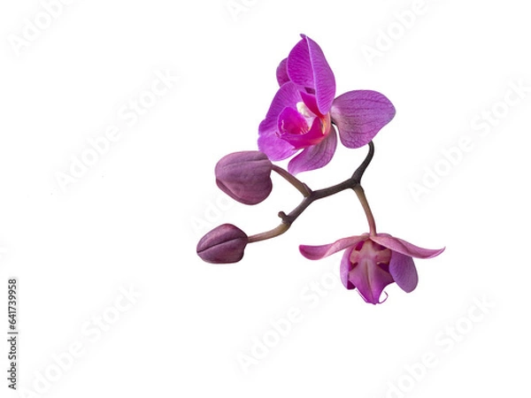Fototapeta Pink Phalaenopsis orchid cut out and isolated, moth orchid, butterfly, anggrek bulan or moon orchid fPhalaenopsis orchid, moth orchid, butterfly, anggrek bulan or moon orchid