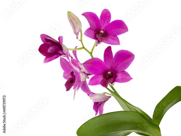 Fototapeta Pink Phalaenopsis orchid cut out and isolated, moth orchid, butterfly, anggrek bulan or moon orchid fPhalaenopsis orchid, moth orchid, butterfly, anggrek bulan or moon orchid