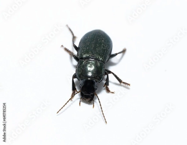 Fototapeta Bugs Insects Closeup harpalus affinis, green ground beetles isolated on white background moving