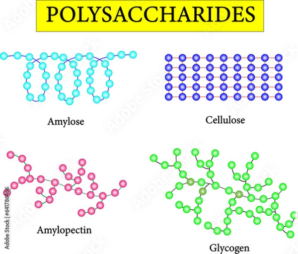 Fototapeta Polysaccharide types.Scientific conception. Amylose ,Cellulose , Amylopectin and Glycogen. Vector illustration.
