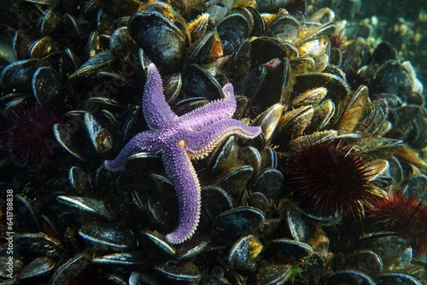Obraz Purple starfish on mussels, in the Sea of Marmara