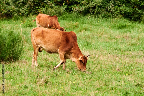Obraz Kuh Rind Frei laufend auf einer Waldwiese