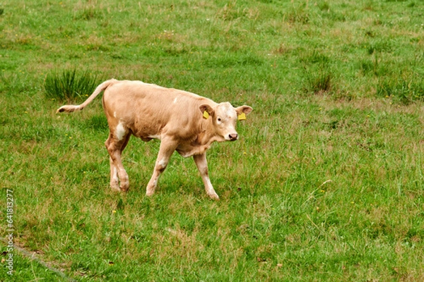 Obraz Kalb Rind Frei laufend auf einer Waldwiese