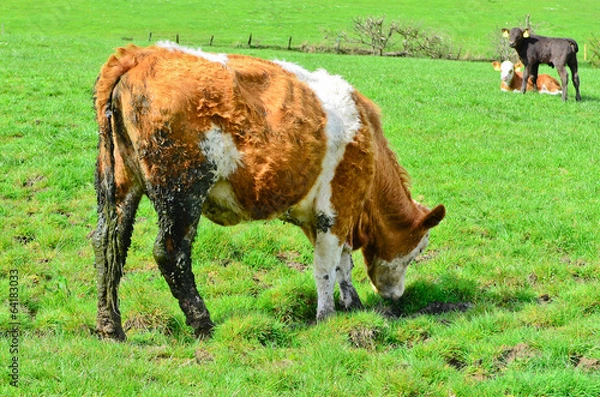 Fototapeta Dirty cow