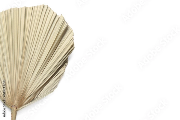 Fototapeta Dried palm leaf on white background