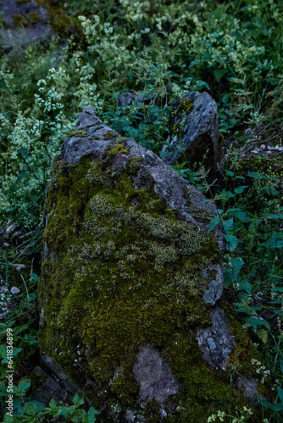 Fototapeta moss covered rock