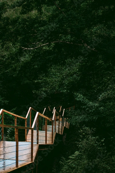 Obraz Stairs in the forest