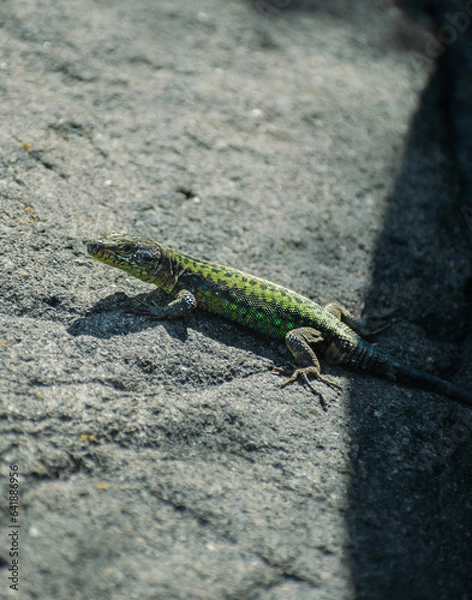 Obraz Small lizard