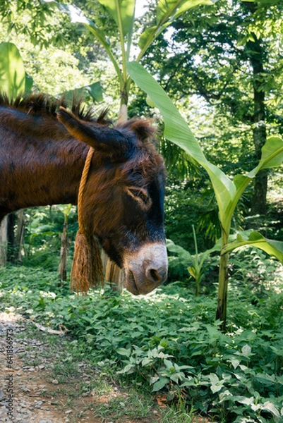 Obraz Donkey